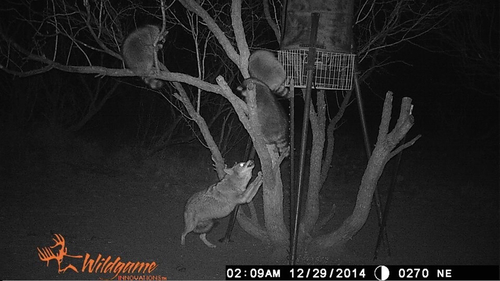 Coyote photographed in Texas