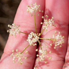 Perideridia kelloggii