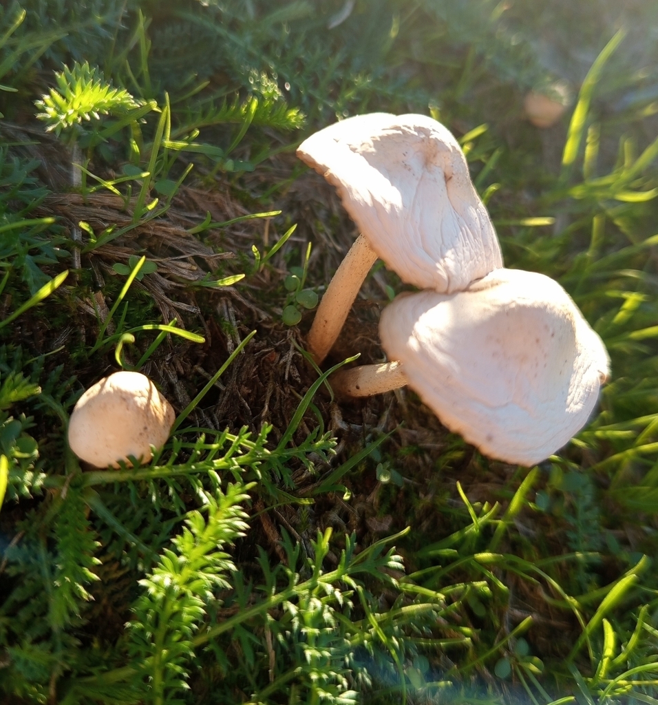 Marasmius oreades · May 2025 · photo: © alekscz (iNaturalist, cc0)