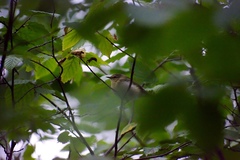Leiothlypis peregrina