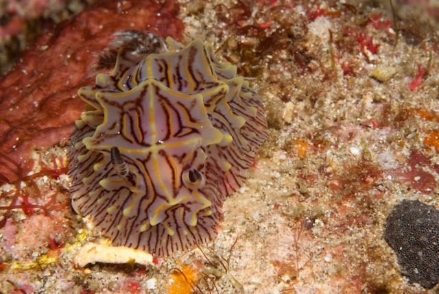 Willey’s Nudibranch