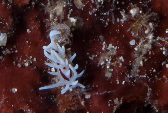 Bermudella brunneomaculata