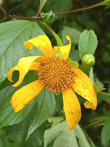 Mexican sunflower