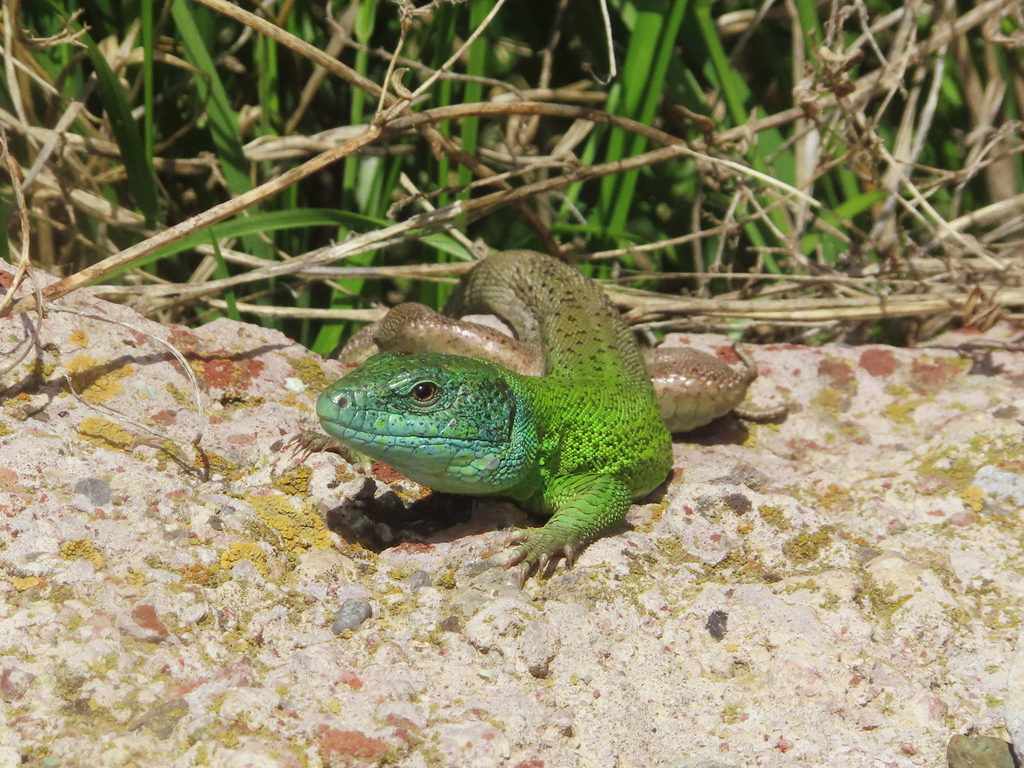Caucusus Emerald Lizard
