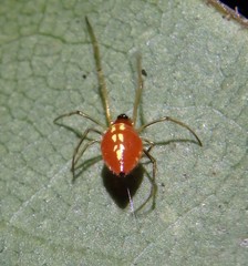 Chrysso albomaculata