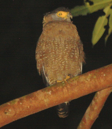 Spilornis cheela