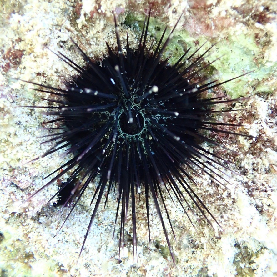Echinostrephus aciculatus