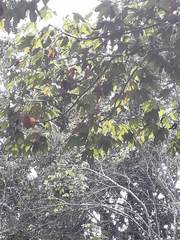 Gyrocarpus jatrophifolius