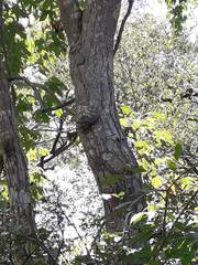 Gyrocarpus jatrophifolius