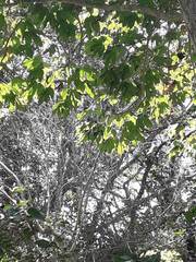 Gyrocarpus jatrophifolius