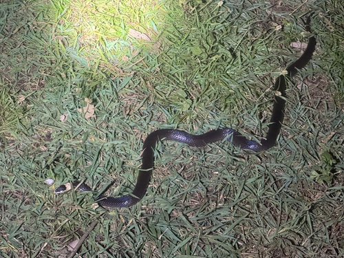 White-crowned Snake sighting