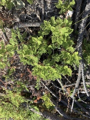 Chamaebatia foliolosa