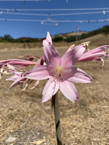 iNaturalist observation photo of Belladonna Lily