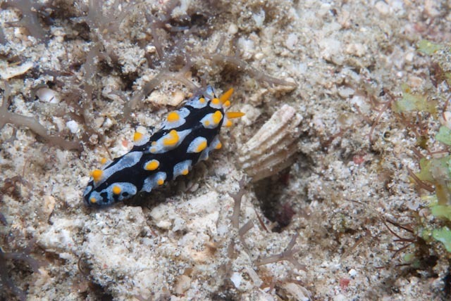 Black-rayed phyllidia