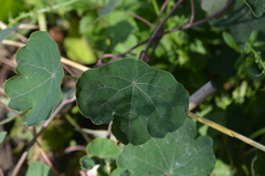 Tropaeolum tuberosum