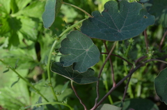 Tropaeolum tuberosum