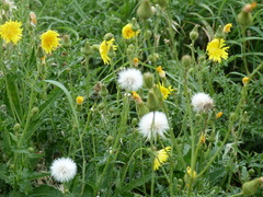 Sonchus arvensis