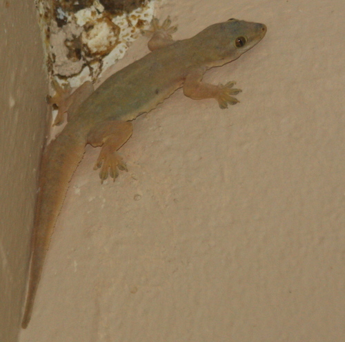 Hemidactylus platyurus