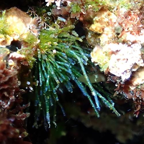 Chaetomorpha antennina observed 2025-05-06
