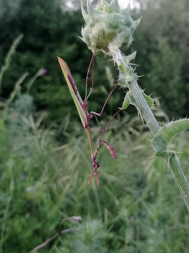 Fasciated Conehead Mantid