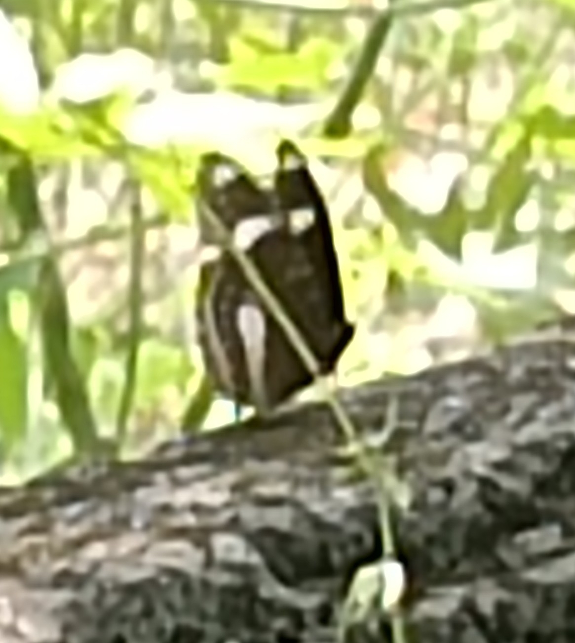Great Eggfly