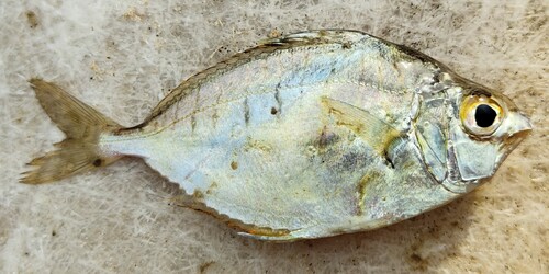 Dussumier's pony fish (Karalla dussumieri) — Leiognathidae