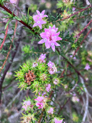 Marshmallow Hardleaf (Phylica gnidioides)