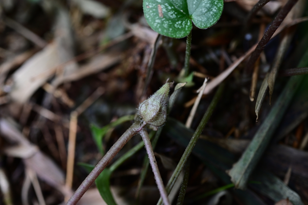 Asarum cardiophyllum