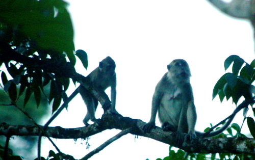 Macaca fascicularis