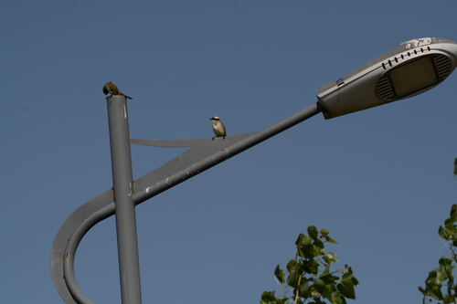 Light-vented Bulbul