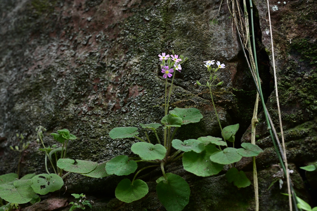 Primula persimilis