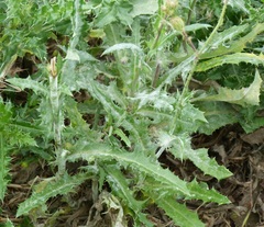 Sonchus arvensis