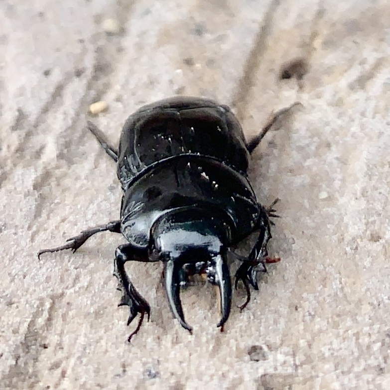 Iliotona beyeri