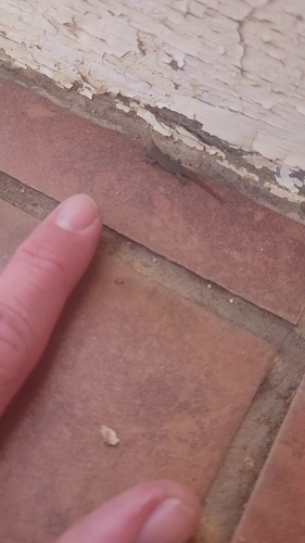 Common Dwarf Gecko