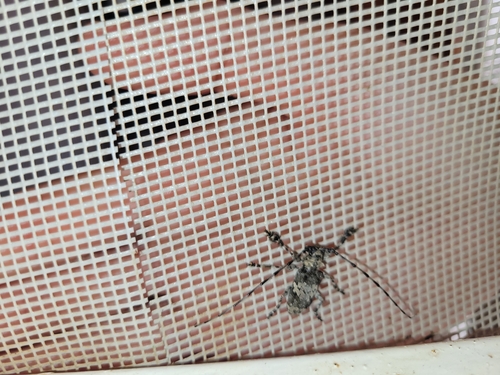 Lasiopezus nigromaculatus