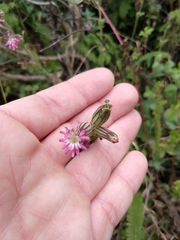 Silene scouleri scouleri