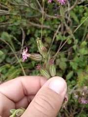 Silene scouleri scouleri