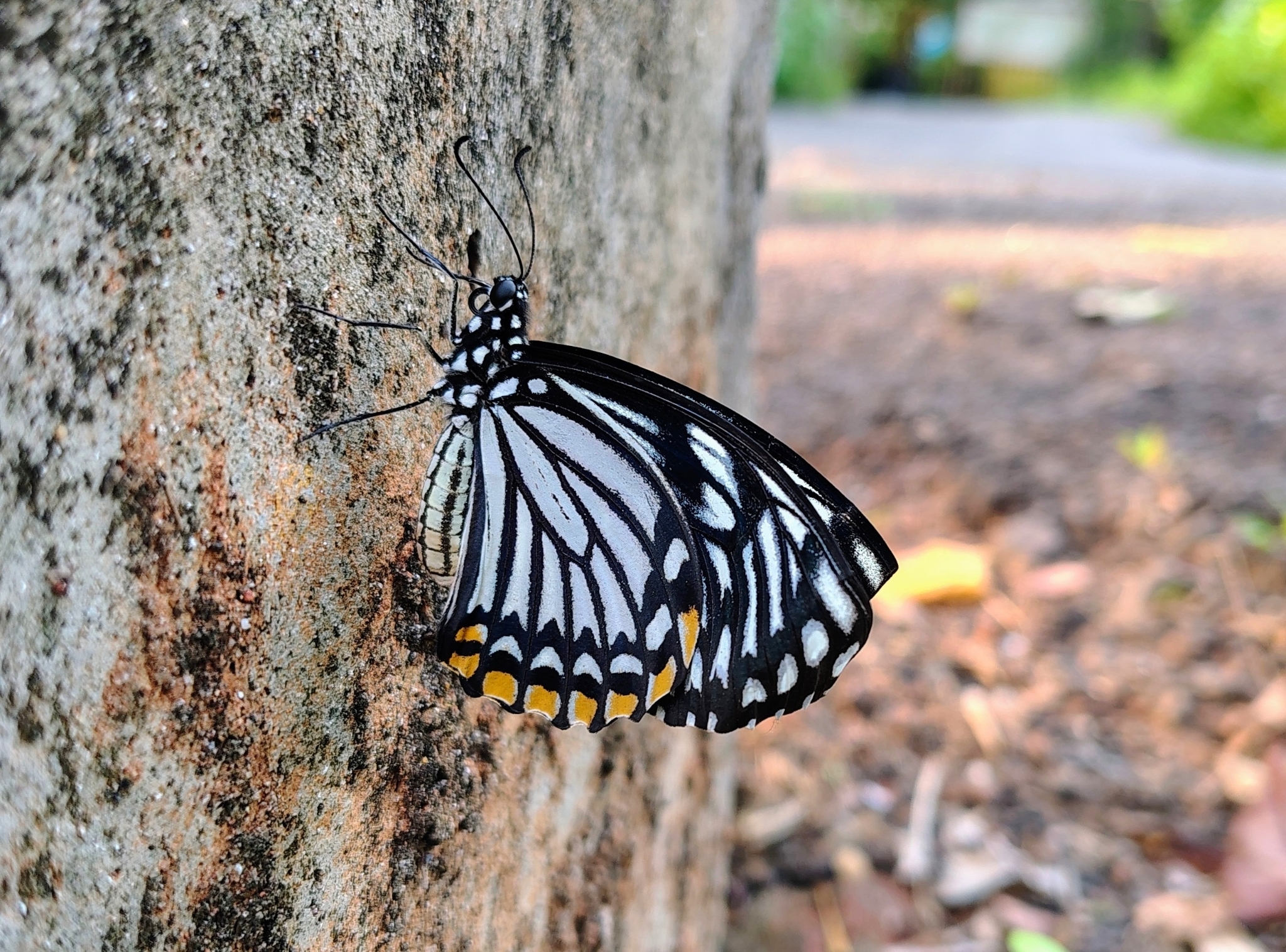 Common Mime