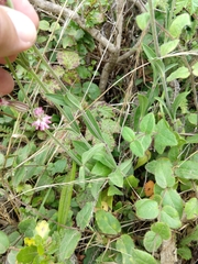 Silene scouleri scouleri