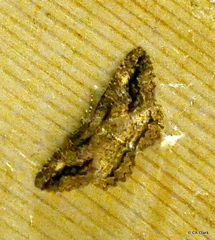 Neoalcis californiaria