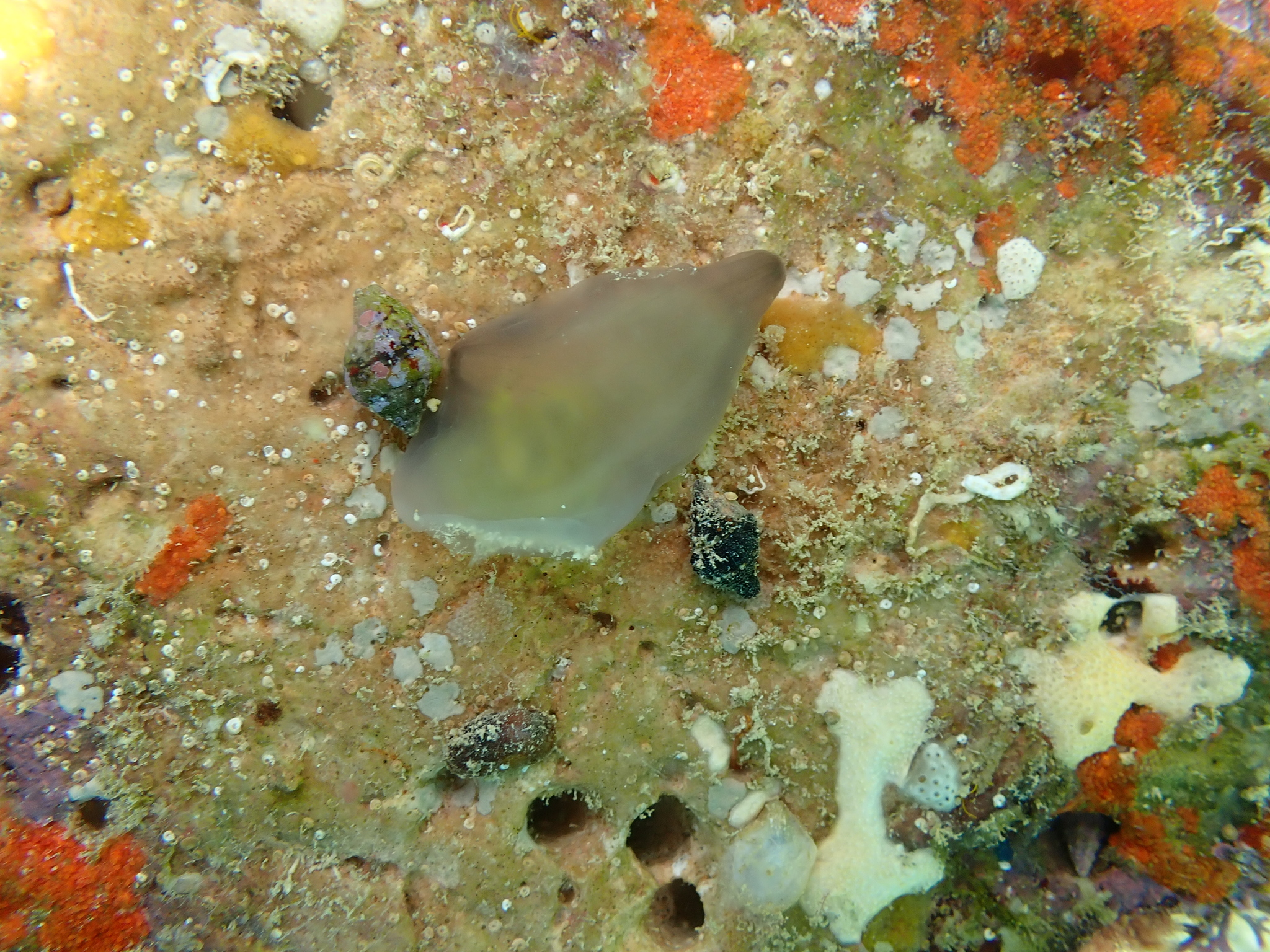 Ascidia conchilega Müller, 1776