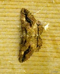 Neoalcis californiaria