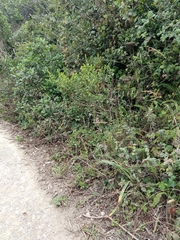 Silene scouleri scouleri