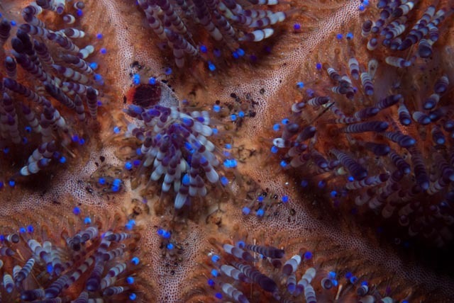 Fire Urchin