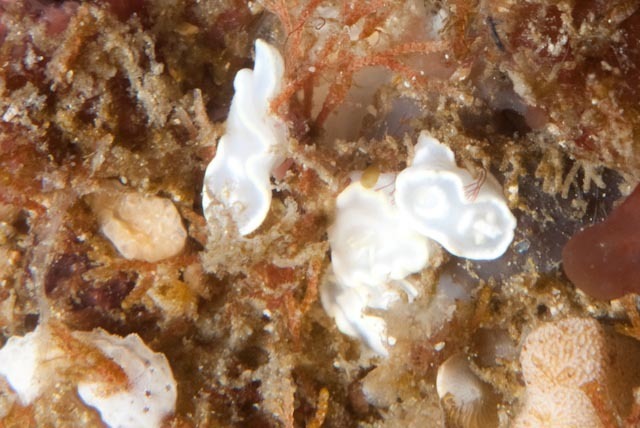 White Mantle Glossodoris