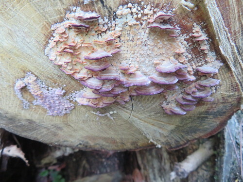 Trichaptum biforme