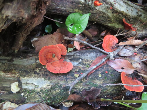 Trametes coccinea