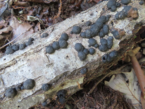 Annulohypoxylon truncatum