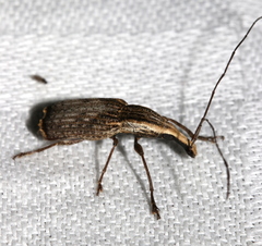 Ancylotropis waterhousei