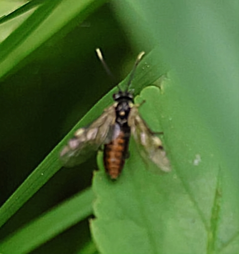 Bordered Carver